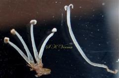  Stamens and Style